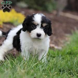 Taylor, Cavachon Puppy